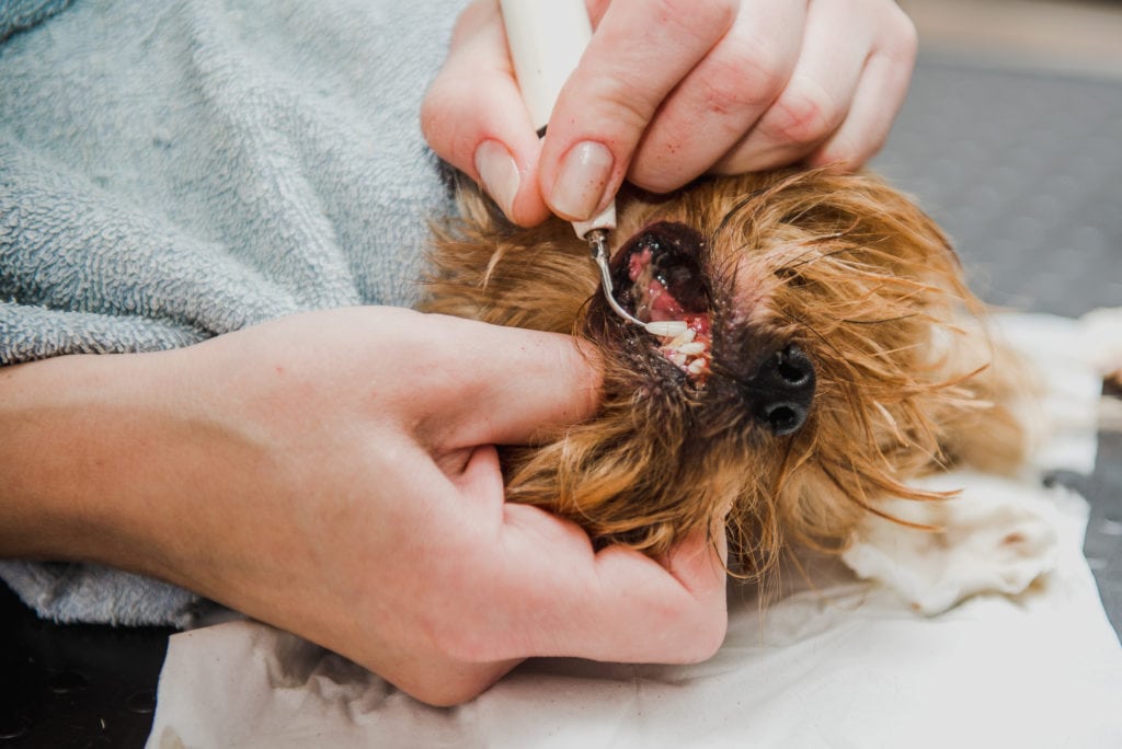 Ultraschall-Zahnbürsten für Hunde